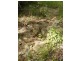 Lot 7 Timberland Road, Jubilee Pocket QLD 4802