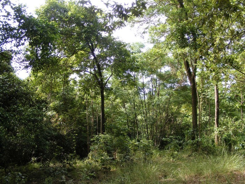 Lot 7 Timberland Road, Jubilee Pocket QLD 4802