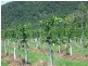287 Patullo Road, Whitsundays QLD 4802