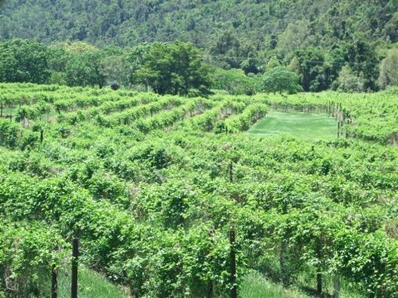 287 Patullo Road, Whitsundays QLD 4802