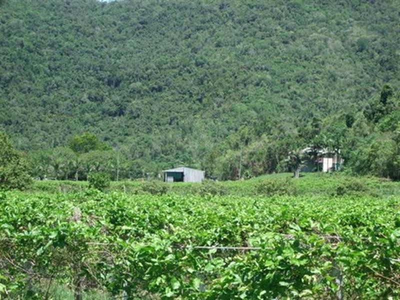 287 Patullo Road, Whitsundays QLD 4802