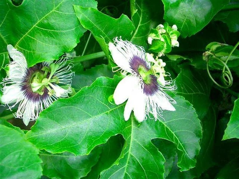 287 Patullo Road, Whitsundays QLD 4802