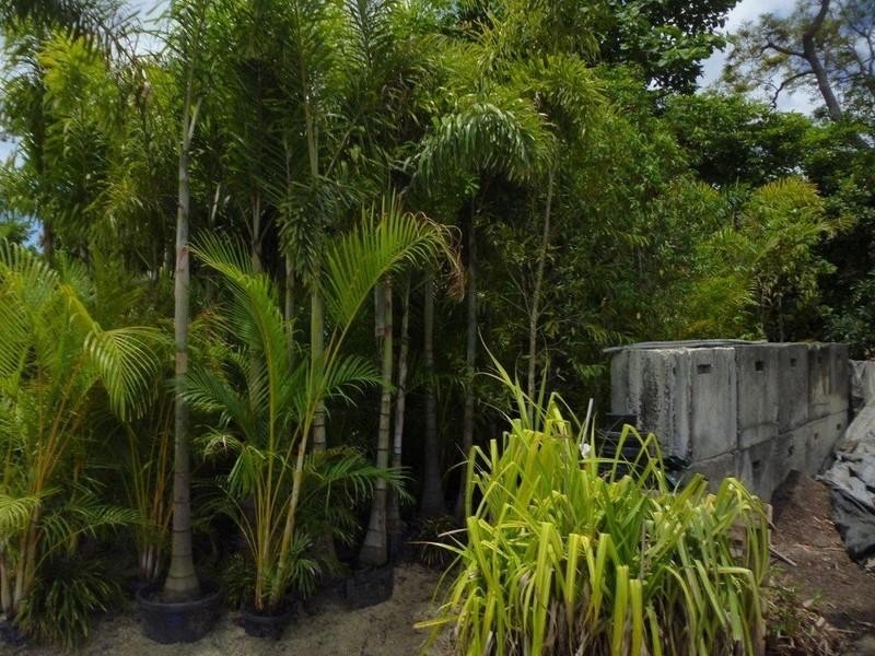 1697 Shute Harbour Road, Cannonvale QLD 4802