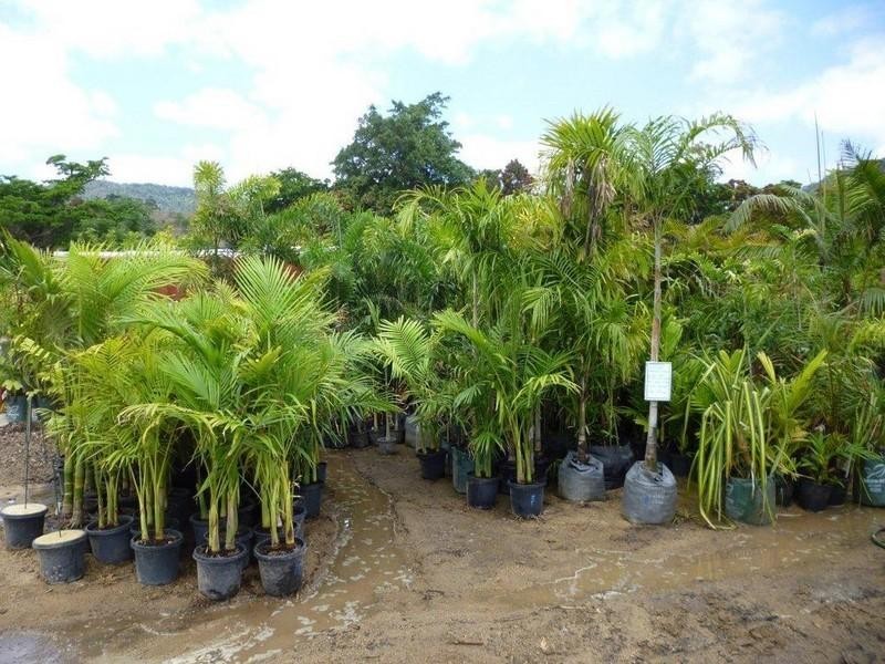 1697 Shute Harbour Road, Cannonvale QLD 4802