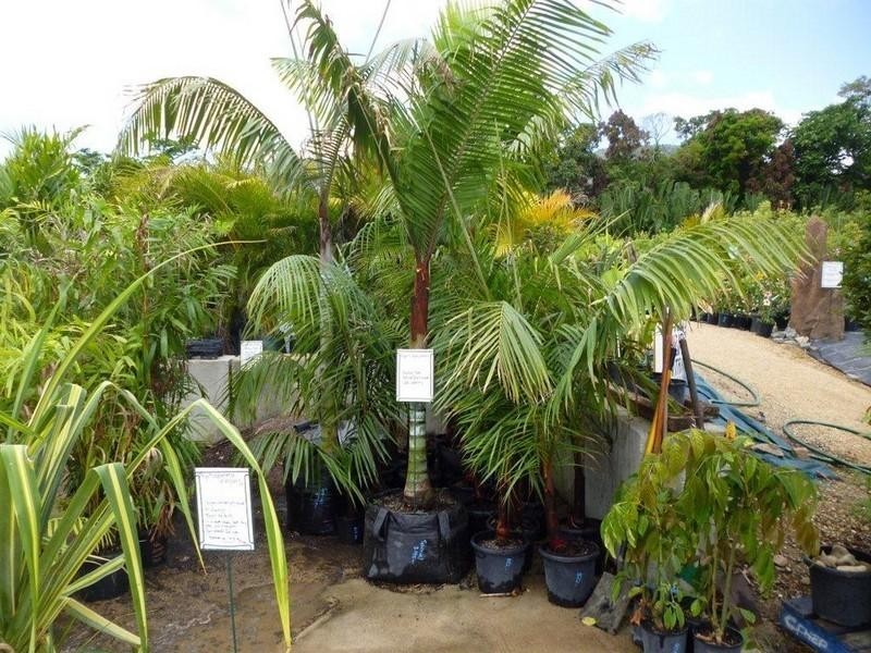 1697 Shute Harbour Road, Cannonvale QLD 4802