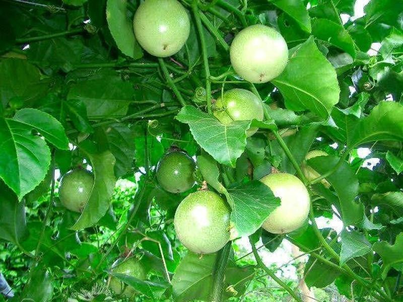 287 Patullo Road, Whitsundays QLD 4802