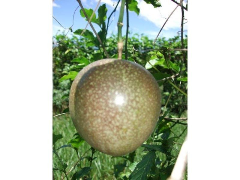 287 Patullo Road, Whitsundays QLD 4802