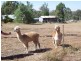 Nanango QLD 4615