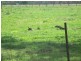 Taabinga QLD 4610