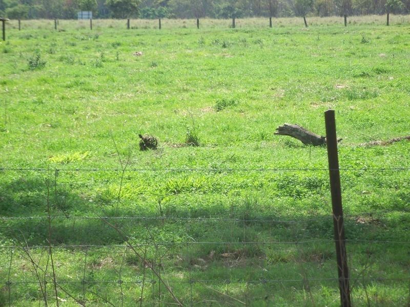 Taabinga QLD 4610