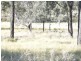 Nanango QLD 4615