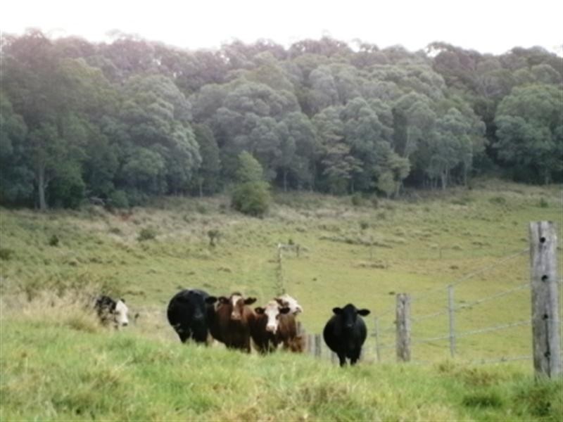 297 Birt Road, Kingaroy QLD 4610