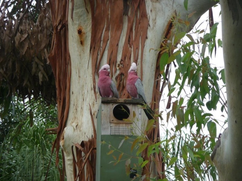 88 Haly Street, Kingaroy QLD 4610