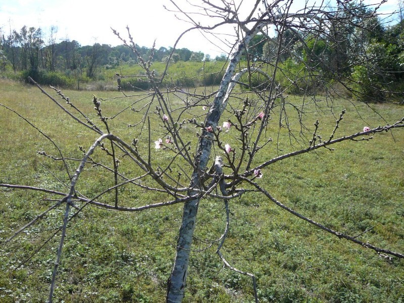 Nanango QLD 4615