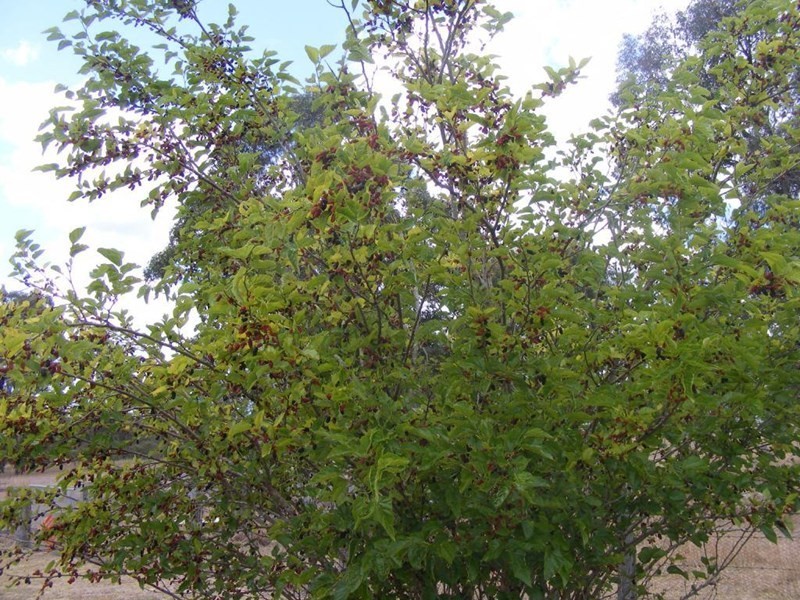 Yarraman QLD 4614