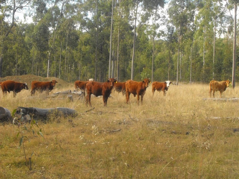 Nanango QLD 4615
