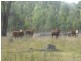 Nanango QLD 4615