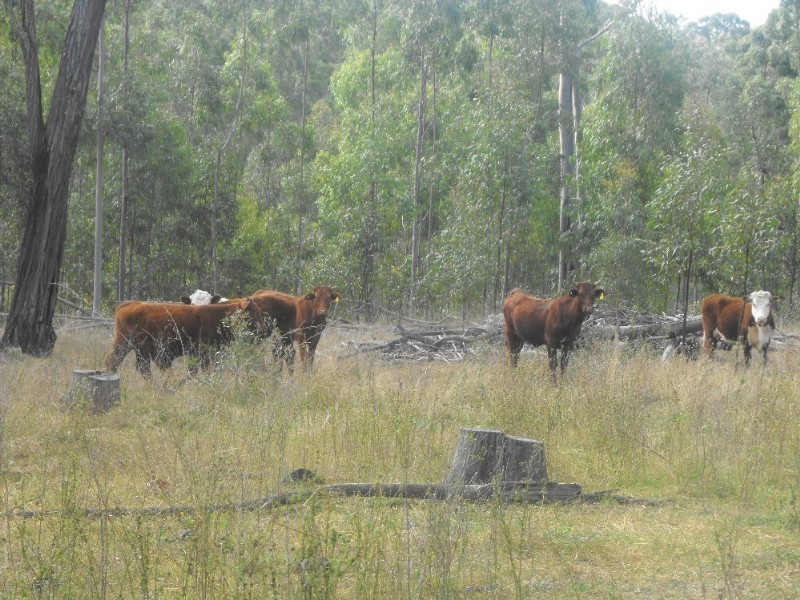 Nanango QLD 4615