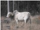 Nanango QLD 4615