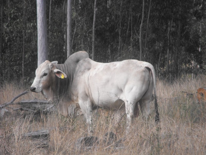 Nanango QLD 4615