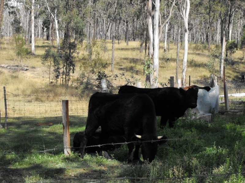 Nanango QLD 4615