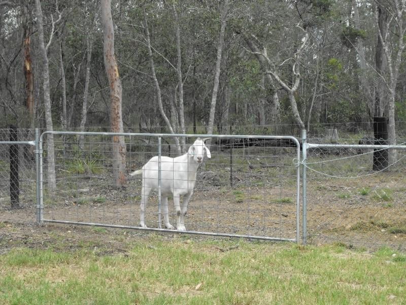 Nanango QLD 4615