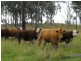 Nanango QLD 4615