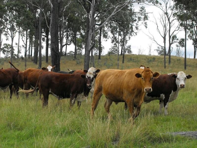 Nanango QLD 4615