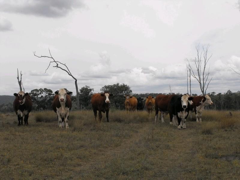 Nanango QLD 4615