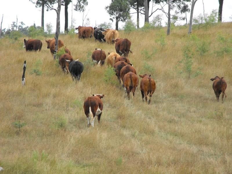 Nanango QLD 4615