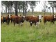 Nanango QLD 4615