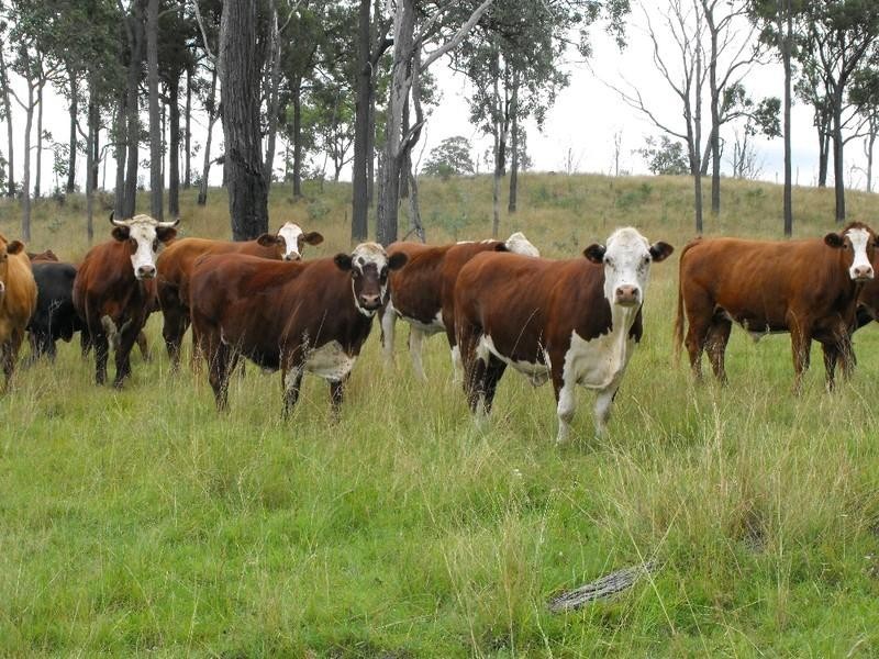 Nanango QLD 4615