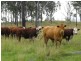 Nanango QLD 4615