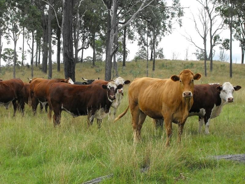 Nanango QLD 4615