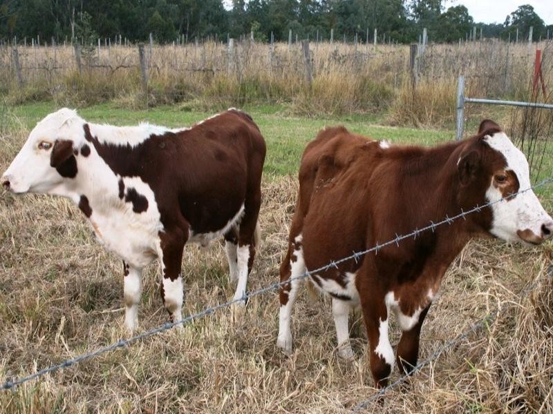 Nanango QLD 4615