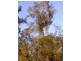 Nanango QLD 4615