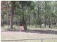 Nanango QLD 4615