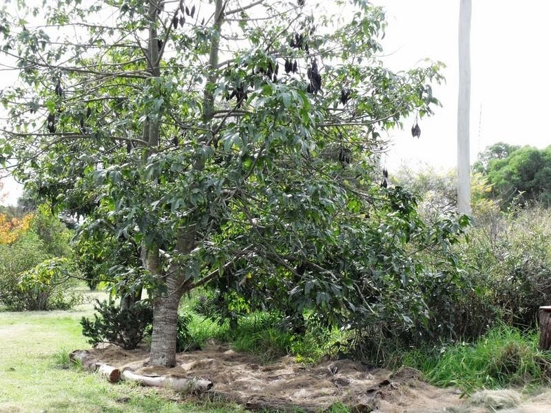 Nanango QLD 4615