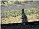 Nanango QLD 4615