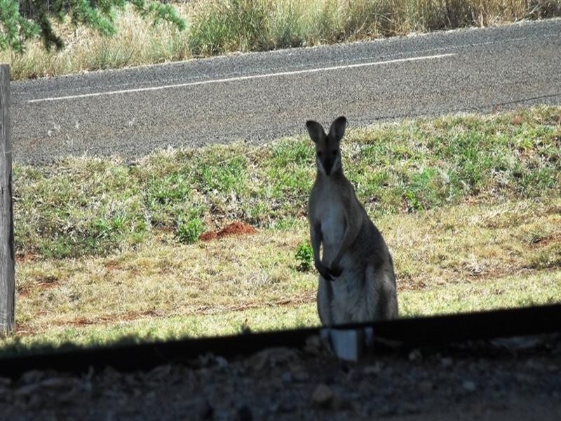 Nanango QLD 4615