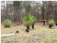 Blackbutt QLD 4306
