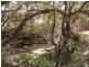 535 Palms Road, Cooyar QLD 4402