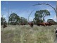 Cooyar QLD 4402