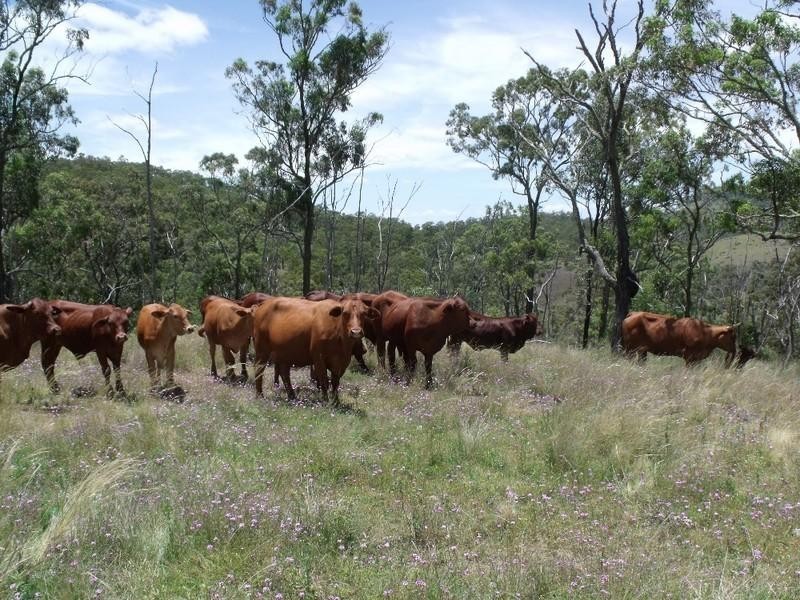Cooyar QLD 4402