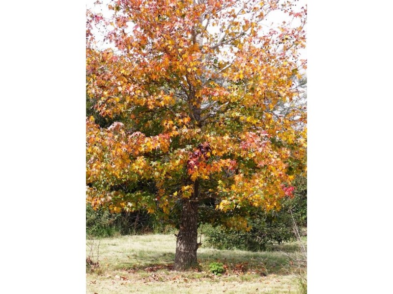 South Nanango QLD 4615