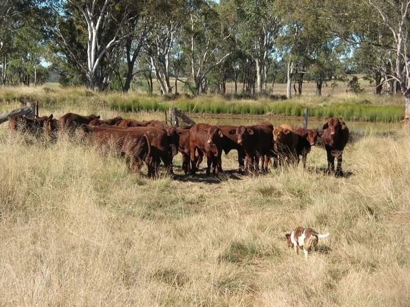 121 Johnstons Road, Mannuem QLD 4610