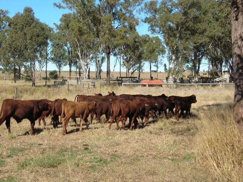 121 Johnstons Road, Mannuem QLD 4610