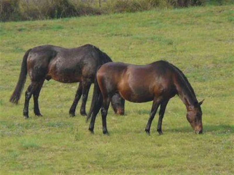 98 Birt Road, Kingaroy QLD 4610