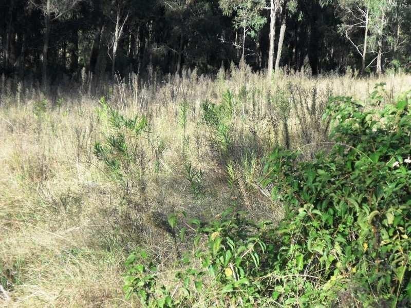 Lot 33 Cooyar Rangemore Road, Cooyar QLD 4402