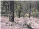 Lot 5 Norman Road, Tarong QLD 4615